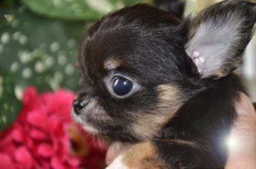 チワワ(ロング)【大阪府・男の子・2016年7月7日・ブラックタン】の写真「七夕に産まれたおチビ君」