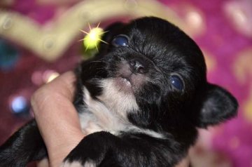 チワワ(ロング)【大阪府・男の子・2017年1月22日・ブラック&ホワイト】の写真「タキシードを着たハンサムボーイ❤」