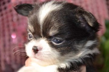 チワワ(ロング)【大阪府・男の子・2017年1月8日・ブラックホワイト&タン】の写真「子猫の様な男の子！」