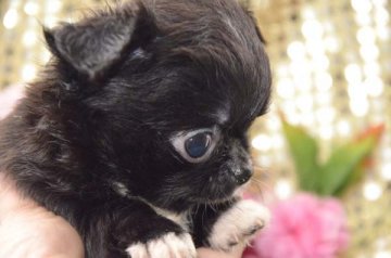 チワワ(ロング)【大阪府・女の子・2015年12月10日・ブラック&ホワイト】の写真「ソリッドに近い真っ黒・おチビちゃん♪」