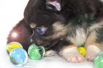 チワワ(ロング)【大阪府・男の子・2016年7月7日・ブラックタン】の写真「七夕生まれのイケメンくん　❤」