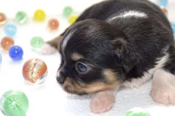 チワワ(ロング)【大阪府・男の子・2014年6月4日・ブラックタン&ホワイト】の写真「コロコロの健康優良児！ハデハデなブラタン君！！」