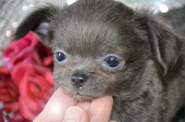 チワワ(ロング)【大阪府・男の子・2017年4月30日・ブルー】の写真「グレーに近いブルーソリッド！」