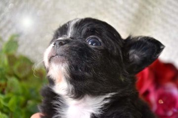 チワワ(ロング)【大阪府・男の子・2017年5月10日・ブラック&ホワイト】の写真「お目々くりくりタキシード君」