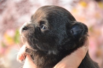 チワワ(ロング)【大阪府・女の子・2014年1月5日・ブラック&ホワイト】の写真「タンマークの無いソリッド系女子　♪」