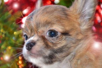 チワワ(ロング)【大阪府・男の子・2012年9月29日・ブリンドル&ホワイト(ブラウン)】の写真「」