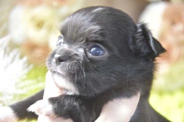 チワワ(ロング)【大阪府・男の子・2020年6月29日・ブラック&ホワイト】の写真「お目々くりくり、ポワ～ン顔の男の子❤」