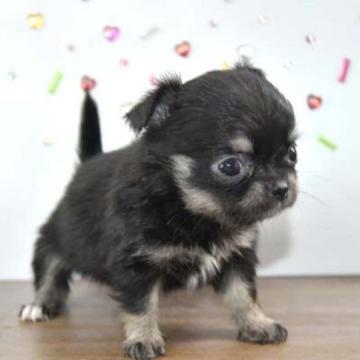 チワワ(ロング)【大阪府・女の子・2022年7月23日・ブラックタン】の写真「犬質とても上がっています！可愛いブラタンちゃん」