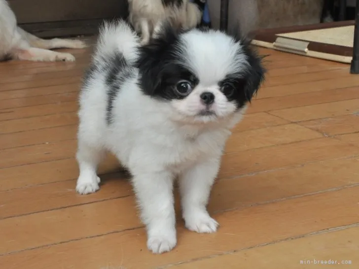 ID:1712-01947の子犬