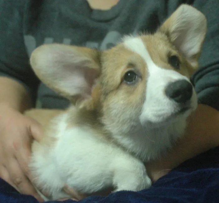 BOO 様のお迎えした子犬