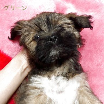 ラサアプソ【京都府・女の子・2025年9月12日・茶色】の写真「明朗な女の子です」