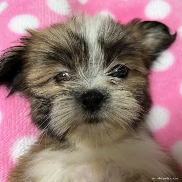 ID：2408-08694の子犬