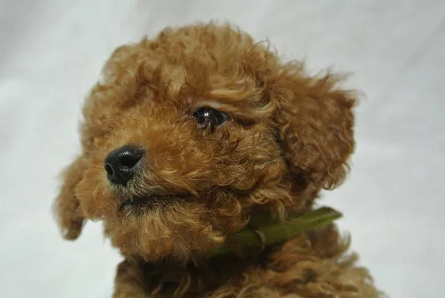 ID：1501-00305の子犬