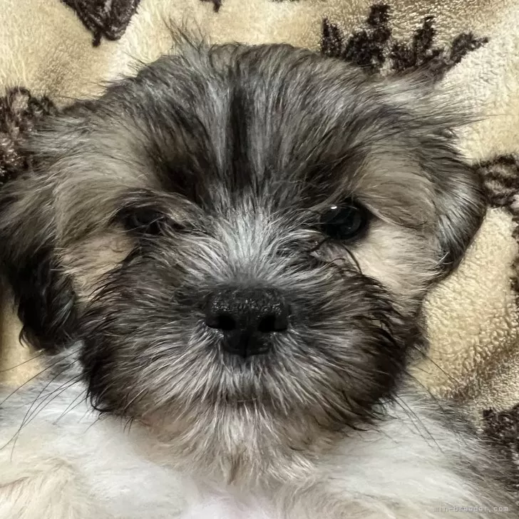 ID：2410-02676の子犬