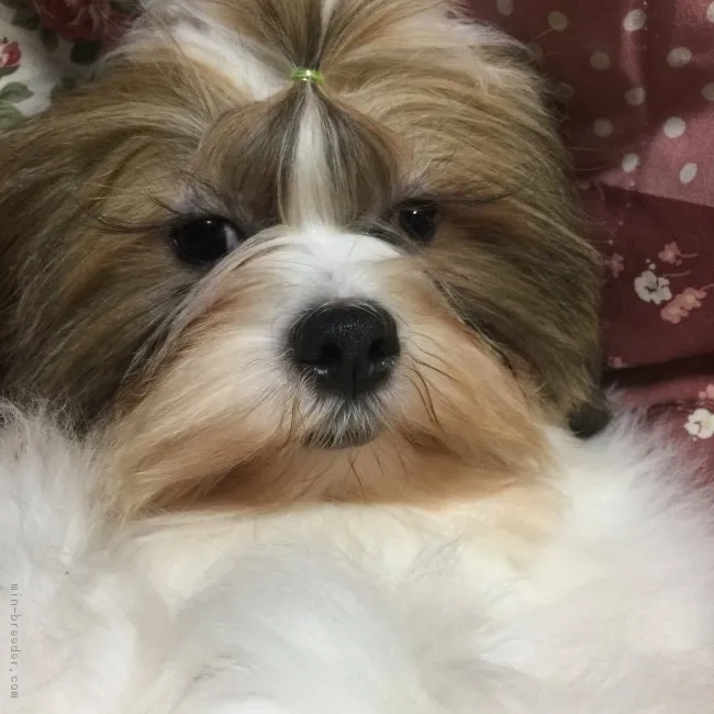 ID：1711-02171の子犬