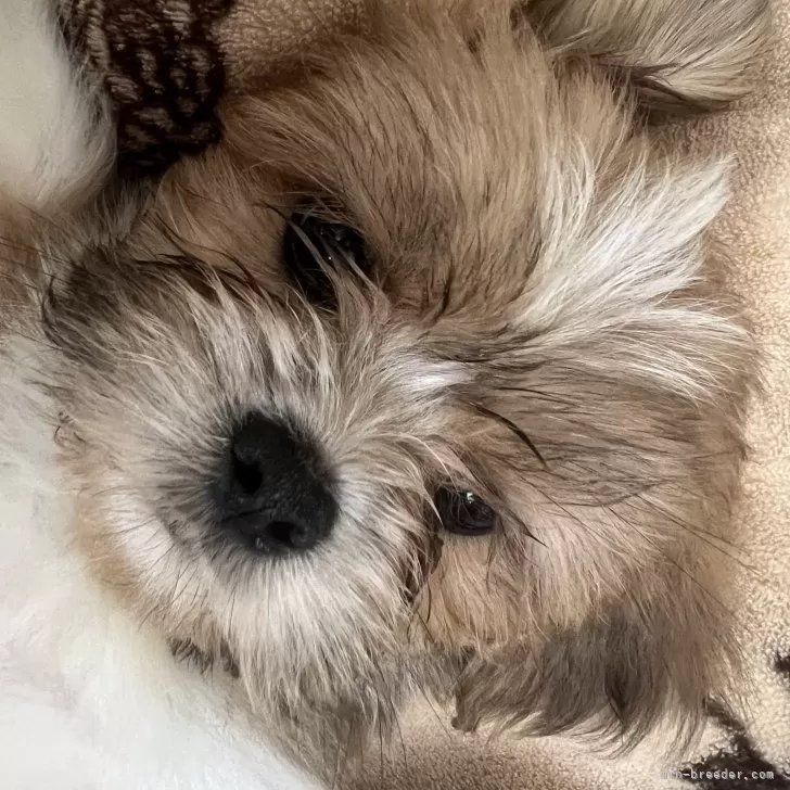 ID:2409-02476の子犬