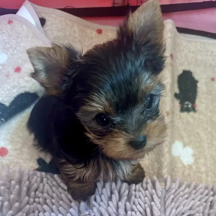 ID:2411-01959の子犬