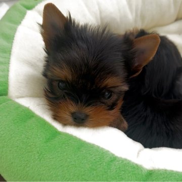 ヨークシャーテリア【福岡県・男の子・2025年9月10日・スチールブルーアンドタン】の写真「目の大きな可愛い男の子です(*´꒳`*)」