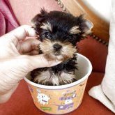 ヨークシャーテリア