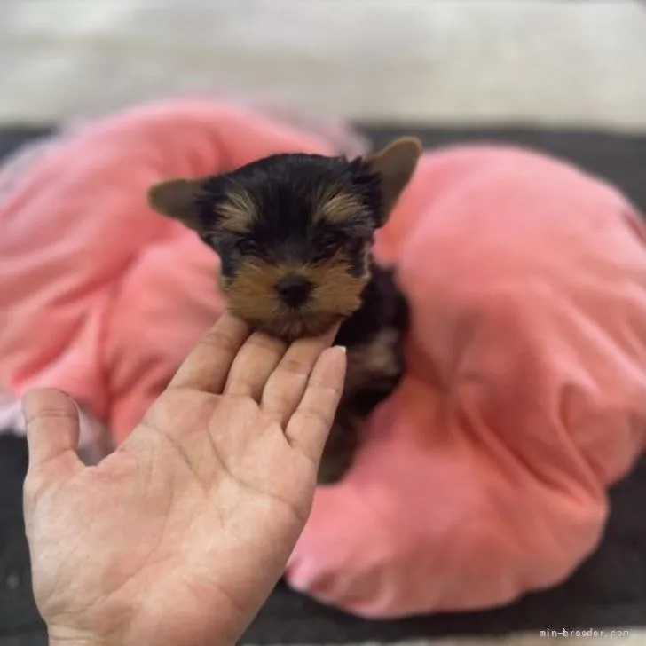 ID:2205-03477の子犬
