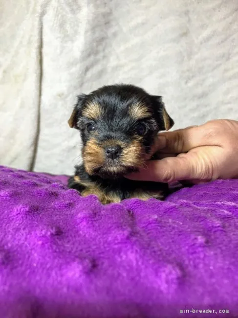 panhiro 様のお迎えした子犬