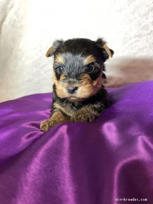 N.K 様のお迎えした子犬