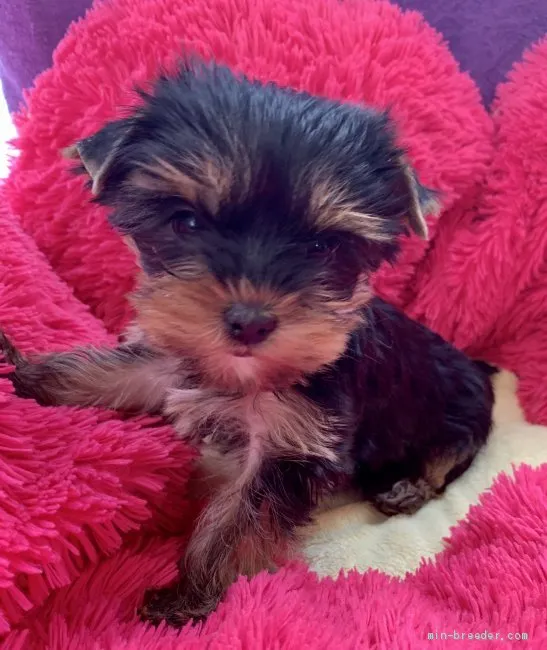 ID:1912-02427の子犬