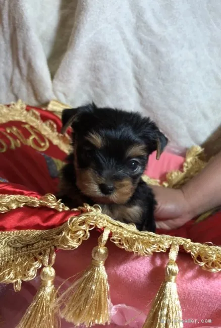 Y.S 様のお迎えした子犬