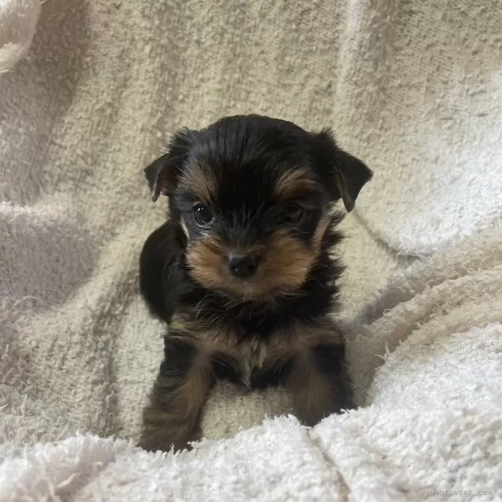 ID：2406-00901の子犬