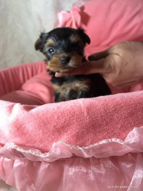 Y.Y 様のお迎えした子犬