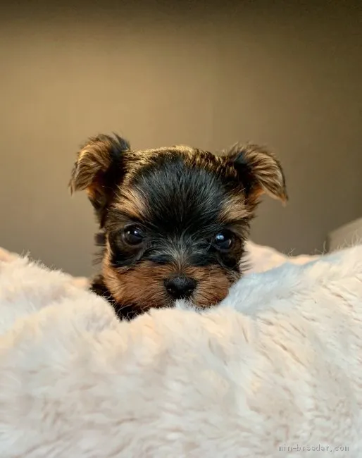 むぎママ 様のお迎えした子犬