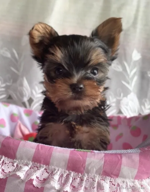 とも 様のお迎えした子犬