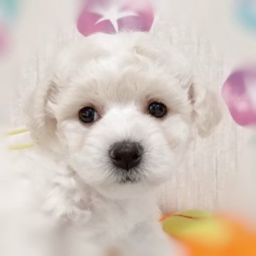 ビションフリーゼ【広島県・女の子・2025年6月2日・ホワイト】の写真「癒し系の可愛い女の子」