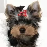 ヨークシャーテリア【広島県・女の子・2024年2月18日・スチールブルータン】の写真2