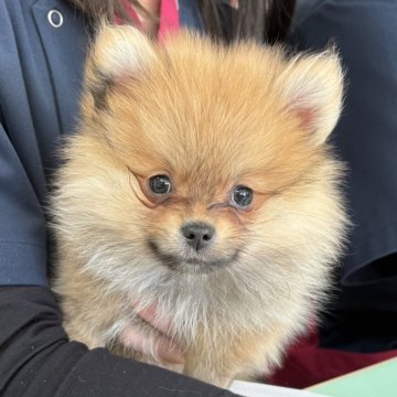 ポメラニアン【北海道・男の子・2025年8月29日・オレンジセーブル】の写真「今週末限定‼️2万円引き実施中」