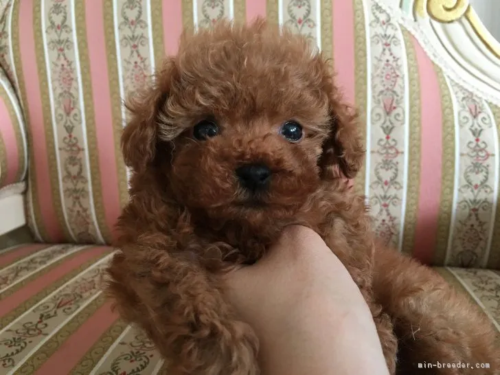 ID:1705-01657の子犬