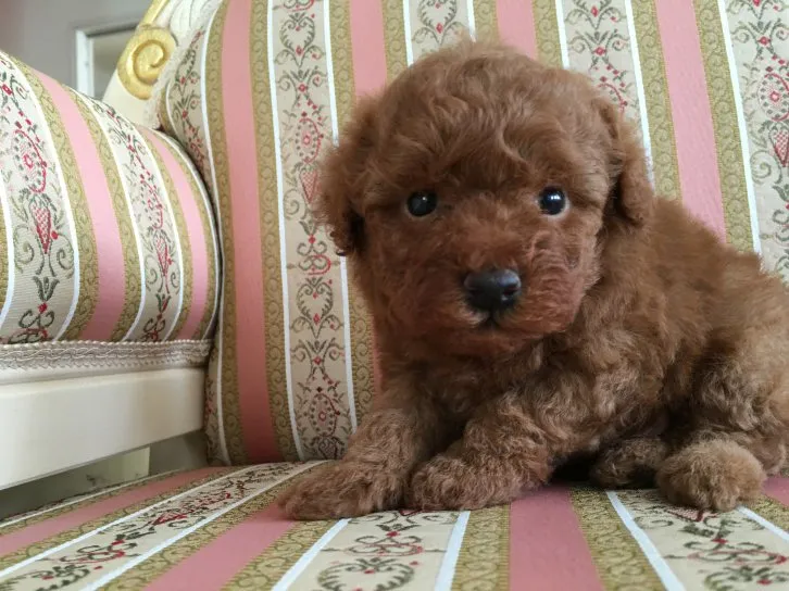 ID：1606-00011の子犬