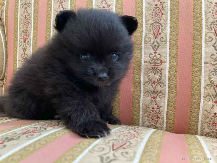 R.K 様のお迎えした子犬