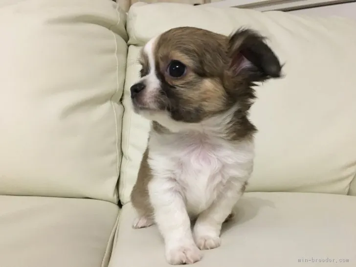 なおきんぐ 様のお迎えした子犬