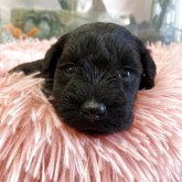 ミニチュアシュナウザー