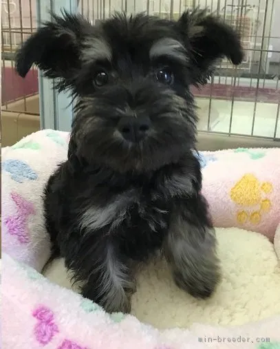 ID:1804-00543の子犬