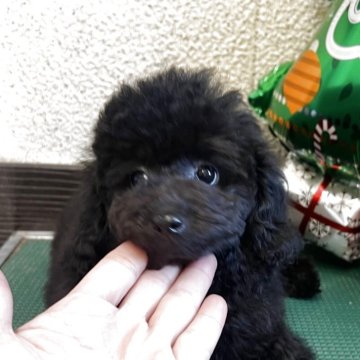 トイプードル(タイニー)【三重県・男の子・2025年9月3日・ブラック】の写真「タイニーサイズ予想💕モフモフイケメン君💕」