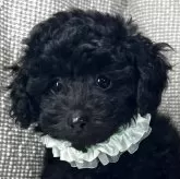 タイニープードル