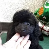 タイニープードル