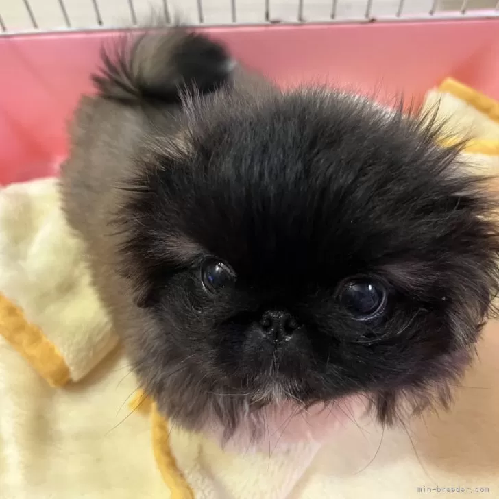 S 様のお迎えした子犬