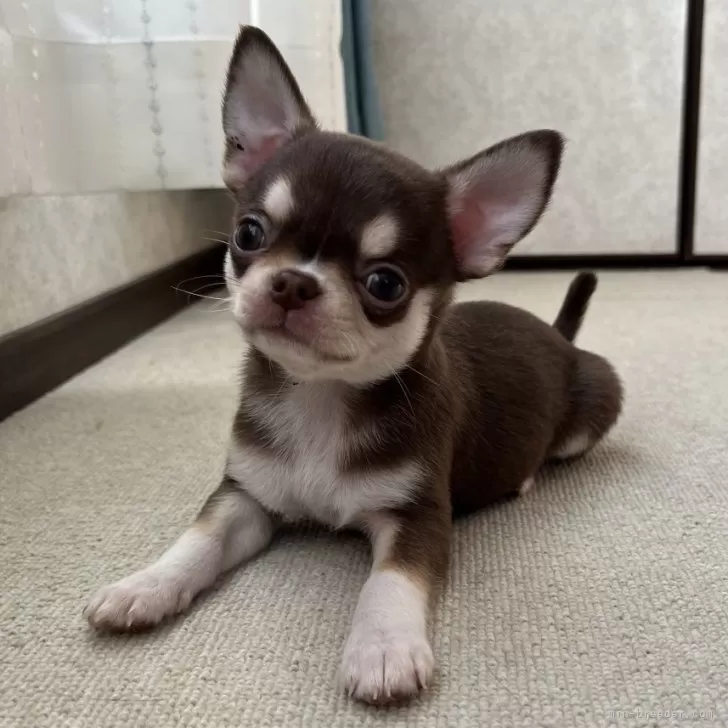 ID：2501-05095の子犬