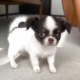 チワワ(ロング)