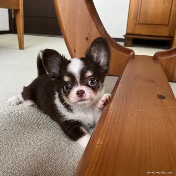 ID：2409-03826の子犬