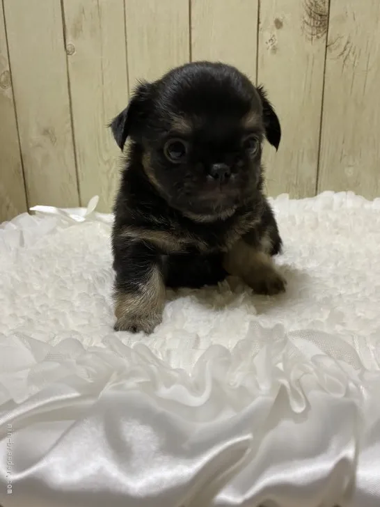 ID:1912-01878の子犬