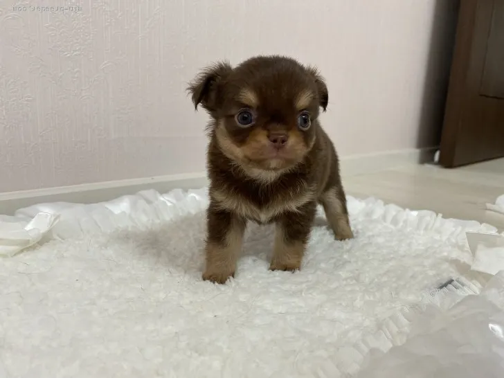 ID：2110-00422の子犬